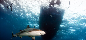 Рибари оцеляха като по чудо, след като 2-метрова акула влезе в лодката им (ВИДЕО)