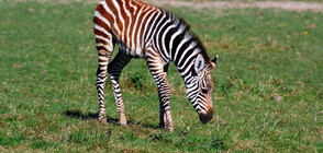 Зебра се роди в Зоопарка в София за първи път от 30 години насам