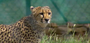Гепарди отново тичат в парк в Индия след 70-годишно отсъствие (ВИДЕО)