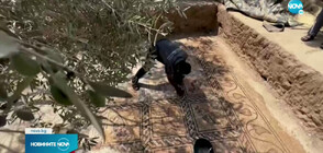 Палестински фермер откри рядка византийска мозайка в градината си