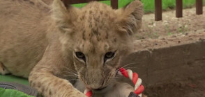 Приютиха лъвче от украински зоопарк в дома на унгарски ветеринар (ВИДЕО)