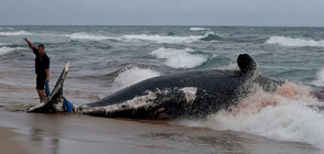 Откриха десетки мъртви кашалоти на австралийски плаж (ВИДЕО)