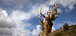 Най-старите дървета в света (ГАЛЕРИЯ)