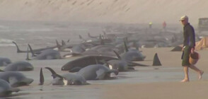 В НАДПРЕВАРА С ВРЕМЕТО: Опитват да спасят 230 гринди, заседнали край Тасмания (ВИДЕО)