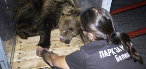 Спасиха 6-годишна мечка от частен дом в Скопие