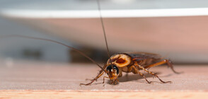 Учени: Хлебарки киборги могат да помагат в спасителни акции при бедствия (ВИДЕО)