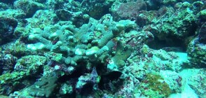 Опитват да възстановят коралите край Галапагос (ВИДЕО)