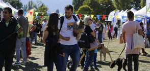 Кучешки фестивал събра приятели на четириногите в Южния парк (ВИДЕО)