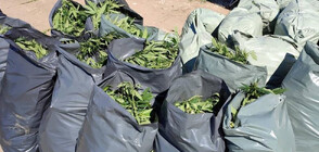 Иззеха над 330 кг марихуана при акция край Пазарджик (СНИМКИ)
