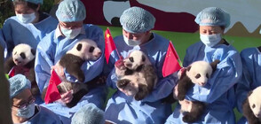 13 бебета панди направиха своя дебют пред публика (ВИДЕО)
