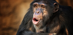Най-старото шимпанзе в Гвинея почина (СНИМКА)