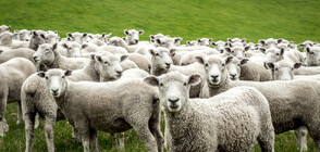 Стадо от 100 овце подгони жена по време на крос (ВИДЕО)