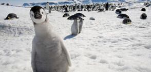Вирус покосява колония пингвини на плаж в Кейптаун (ВИДЕО)