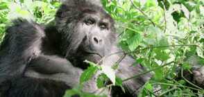 Екологичният фонд на милиардерът Джеф Безос в подкрепа за Африка (ВИДЕО)