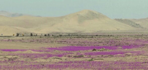 Чили обяви създаването на национален парк „Цъфтяща пустиня“(ВИДЕО)