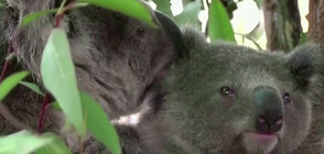 Австралия в борба за запазване на своите животински видове (ВИДЕО)