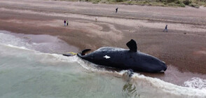 Десетки китове са намерени мъртви в Аржентинска Патагония (ВИДЕО)