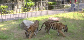 Проектират "детска градина" за тигърчета в Китай (ВИДЕО)