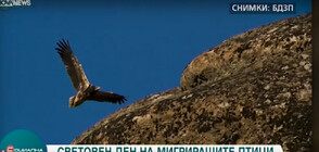 Египетският лешояд и ловният сокол на фокус в Световния ден на мигриращите птици