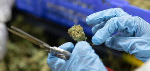 САЩ отменят всички федерални присъди за притежание на марихуана (ВИДЕО)