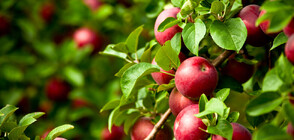 Заради внос: Земеделец изкоренява ябълкови дръвчета на 40 години
