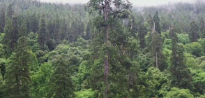 Откриха най-високото вековно дърво в Китай (ВИДЕО)