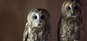 Пуснаха на свобода бухали близнаци, родени в плен (ВИДЕО)