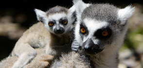 Бейби бум: В Нова Зеландия се родиха четири двойки близнаци лемури (ВИДЕО)