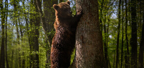 Вижте коя е най-дебелата мечка в Аляска (ВИДЕО+СНИМКИ)