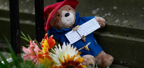 Даряват плюшените мечета Падингтън, оставени в памет на Елизабет II (ВИДЕО)