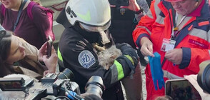ЧУДО: Спасиха котка под руините на бомбардирана сграда в Киев (ВИДЕО)