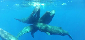 Иновативна технология подпомага миграцията на китовете (ВИДЕО)