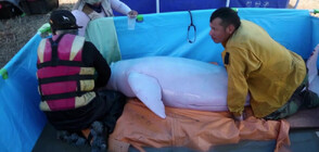 Спасиха два розови делфина в Боливия (ВИДЕО)