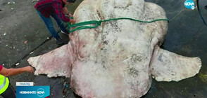 РЕКОРД: Откриха най-тежката костна риба в света (ВИДЕО)