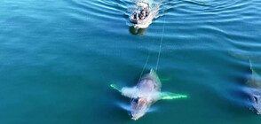 Спасители успяха да освободят заплетен гърбат кит (ВИДЕО)