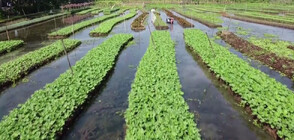 Плаващи ферми в Бангладеш помагат за справяне с все по-честите наводнения (ВИДЕО)