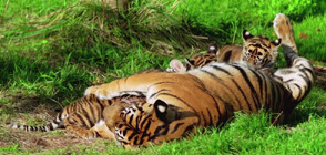 Избраха имена за трите малки тигърчета, родени в Лондонския зоопарк (ВИДЕО)