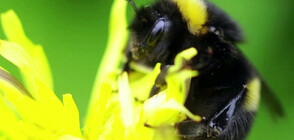 Проучване: Препарати за борба с плевелите увреждат паметта на земните пчели (ВИДЕО)
