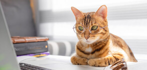 Как да дресираме котката си (ГАЛЕРИЯ)