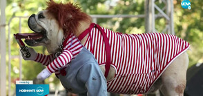 Парад на кучета с костюми за Хелоуин в Ню Йорк (ВИДЕО)