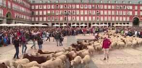 Овце блокираха Мадрид (ВИДЕО)