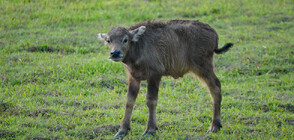 Бебе бизон се роди в дивата природа във Великобритания (ВИДЕО)