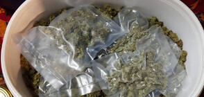 Иззеха 13 кг марихуана при спецакция в Старозагорско (СНИМКИ)