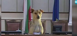 РАЗВРЪЗКА: Кучето пред парламента има нов дом