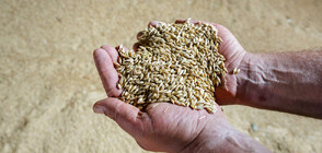 Зърнопроизводител: Ядем хляб от нискокачествена украинска пшеница, заразена с канцерогенни патогени