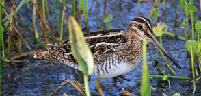 Бекас постави нов световен рекорд по летене (СНИМКА)