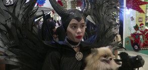 Хора и техните домашни любимци се маскираха за Хелоуин (ВИДЕО)