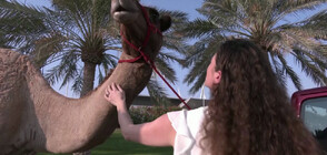 Започва шампионатът на ОАЕ по надбягвания с камили за жени (ВИДЕО)