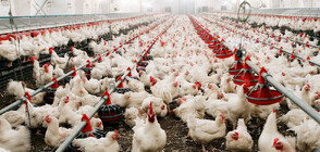 Птичи грип застигна ферма с над 1 милион пилета в САЩ