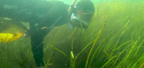 Учени от Германия се опитват да възстановят морската трева в Балтийско море (ВИДЕО)